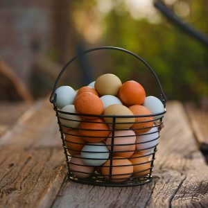 eggs, basket, bowl, white egg, golden egg, egg shells, eggs, eggs, eggs, eggs, eggs, golden egg, golden egg, golden egg, golden egg-6527545.jpg
